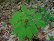 Panax quinquefolium